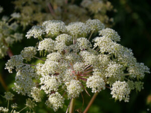 Cortia wallichiana, Himalaya Silge, im Garten Inge Feckl 