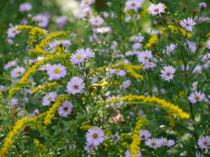 Solidago rugosa 'Fireworker' mit alter Asternsorte im Garten Inge Feckl 