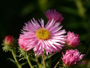 Symphyotrichum ( Syn. Aster) novae-angliae 'Rudelsburg' im Garten Inge Feckl