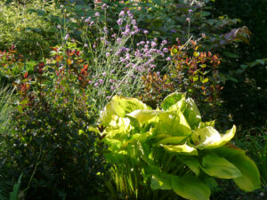 Hosta 'Sum and Substance', Verbena bonariensis, Johanniskraut im Garten Inge Feckl