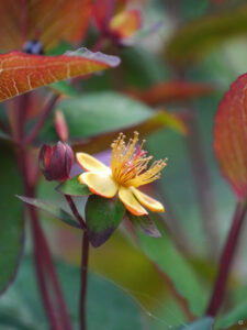 unbekanntes Johanniskraut, Garten Inge Feckl