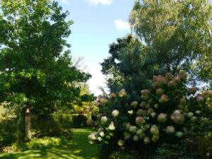 Hydrangea 'Limelight' in Inge Feckls Garten
