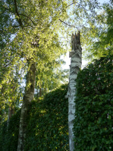 Birken und Buchen als Sichtwand im Garten Inge Feckl