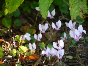 Cyclamen hederifolium im Garten Inge Feckl 
