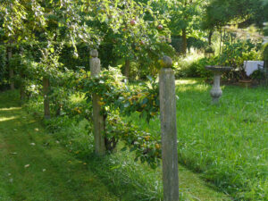 Spalierartig gezogener Raumteiler mit Zieräpfeln