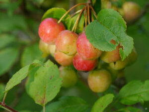 Zieräpfel vor der Orchideenwiese im Garten Feckl