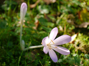Colchicum autumnale, Garten Feckl Inge