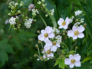 Anemone hupehensis 'Ouvertüre'"Sieben-Söhne- des-Himmels-Strauchs", Heptacodium miconioides, Garten Feckl Inge