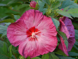 Hibiscus x moscheutos 'Candy Crash', im Garten Inge Feckl