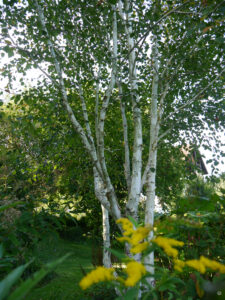 Birken im Wiesenpfad im Garten Inge Feckl