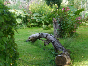 Hibiscus moscheutos mit Totholz kombiniert
