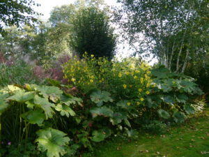 Darmera peltata, Miscanthus und Staudensonnenhut im Garten Feckl