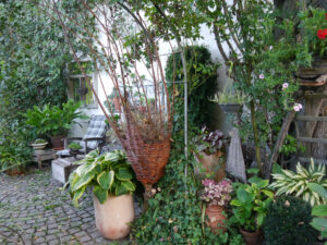 Die begrünte Hauswand im Garten Feckl