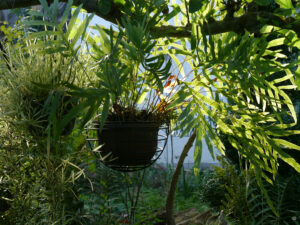 Polypodium formosanum, ein epiphytischer Farn im Garten Inge Feckl