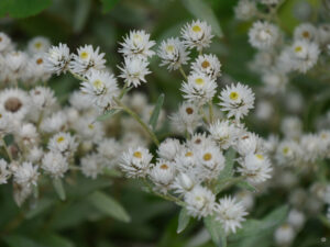 Im weißen Garten von Inge Feckl