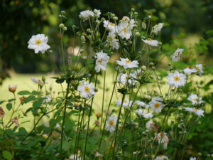 Im weißen Garten von Inge Feckl