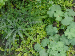 Grüne Blattstrukturen im Schatten bei Inge Feckl