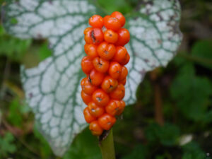 Im weißen Garten von Inge Feckl
