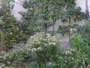 Spalierbirne und Stauden im Garten Inge Feckl