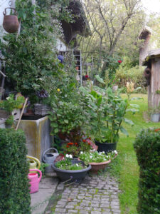 Begrünte Hauswand mit Zieringwer im Garten Inge Feckl