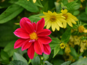 Im hinteren Bauerngartenteil von Inge Feckl