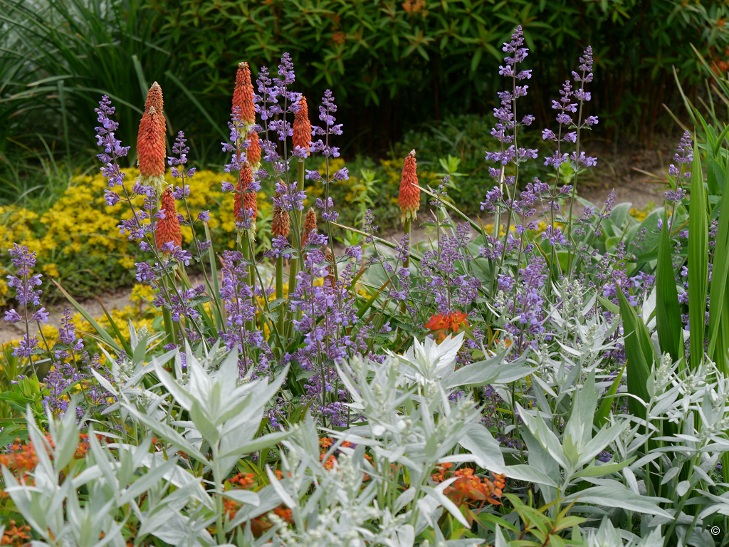 Sichtungsgarten Weihenstephan im Juni