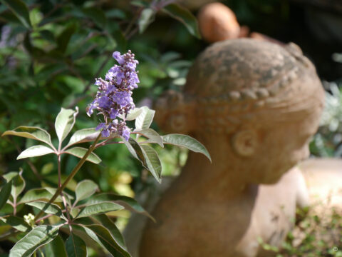 Vitex 'Flip Side', Wurzerlsgarten