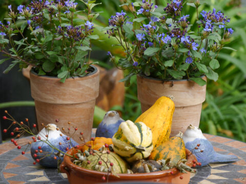 Tagebuch aus Wurzerlsgarten, Oktober 25