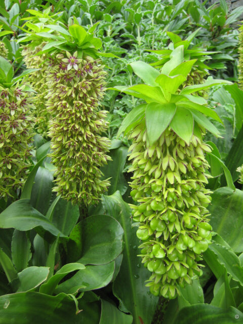 Eucomis autumnalis, Insel Mainau