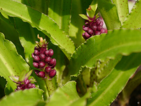 Eucomis autumnalis 'Aloha Lily', Moorjuwel