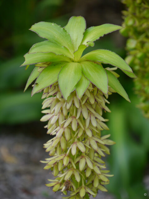 Eucomis bicolor, Wurzerlsgarten