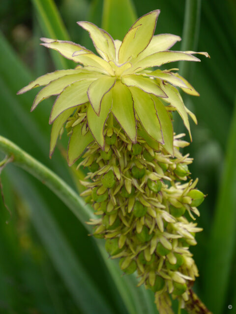 Eucomis bicolor, Wurzerlsgarten