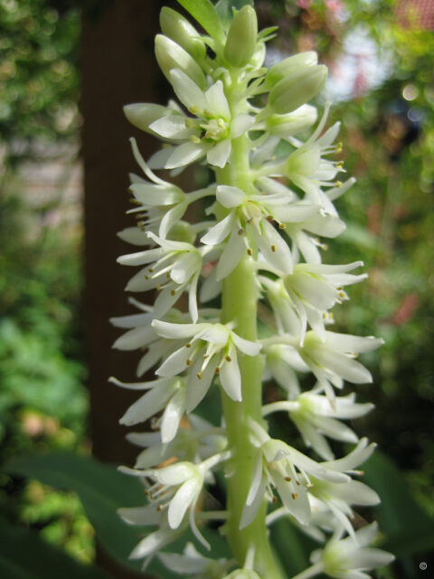 Eucomis bicolor 'Alba', Wurzerlsgarten