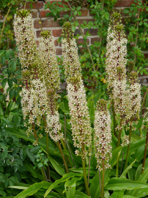 Eucomis comosa, Sissinghurst, Eingang, Eingangsgärten