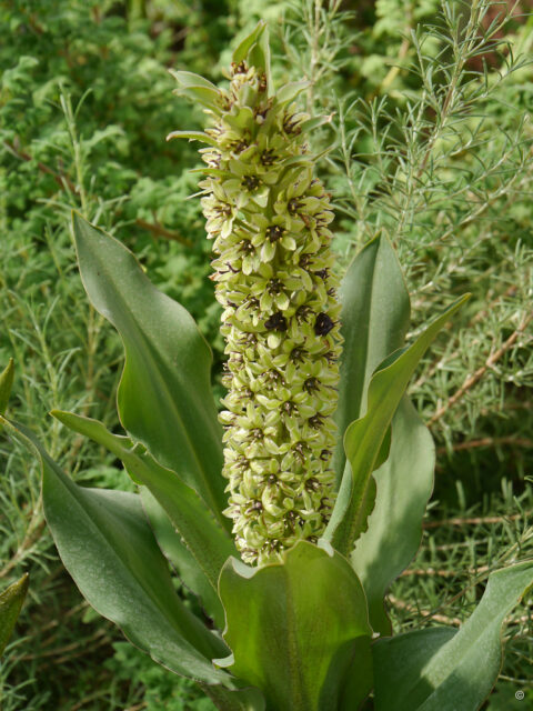 Eucomis montana, Gärtnerei van Diemen