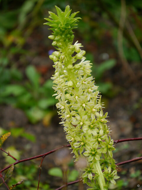 Eucomis pallidiflora, Sissinghurst,