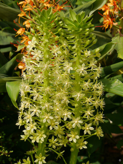 Eucomis pole-evansii, Nymans