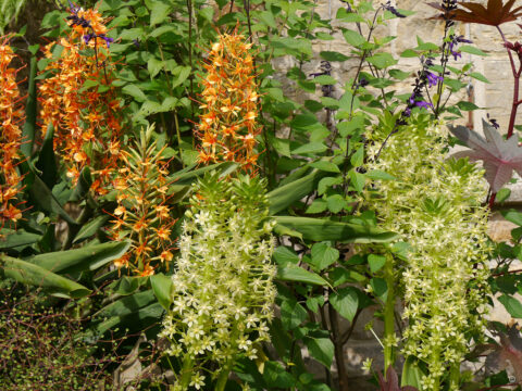 Eucomis pole-evansii, kombiniert mit Zieringwer.