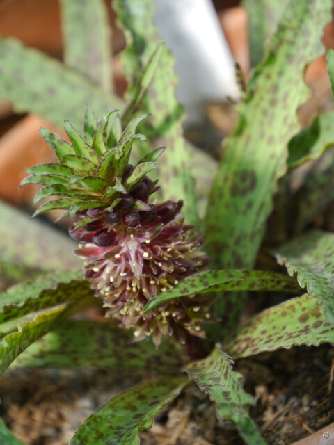 Eucomis vandermerwei, Gärtnerei van Diemen