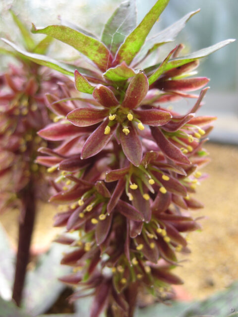 Eucomis vandermerwei, Gärtnerei van Diemen