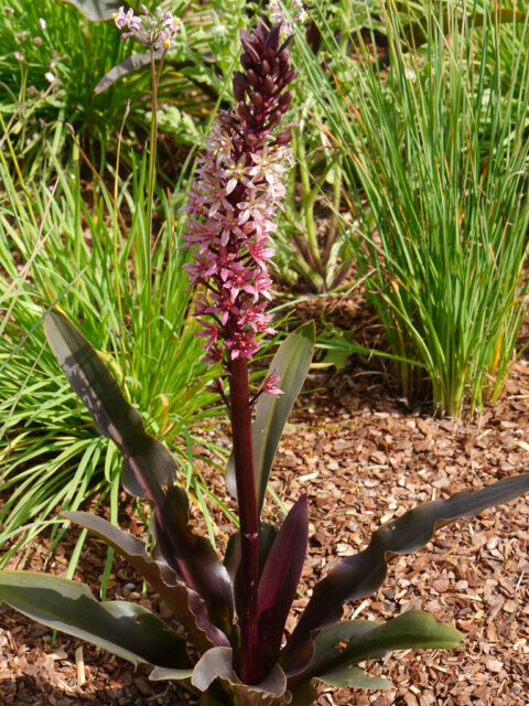 Eucomis comosa 'Indian Summer', Nymans