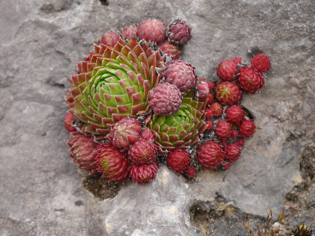 Sempervivum auf Felsen