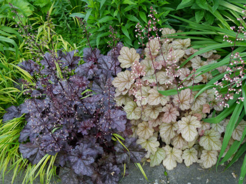 panaschierte Heuchera kurz vor der Blüte