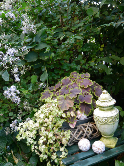 Heuchera im Topf im Garten Imig