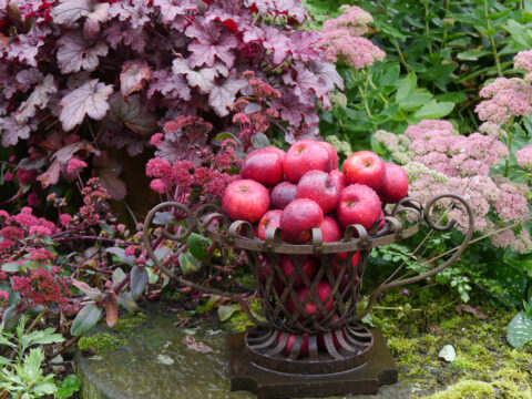Herbstlich zelebrierte Heuchera und Sedum hinter roter Apfeldeko im Garten Imig 