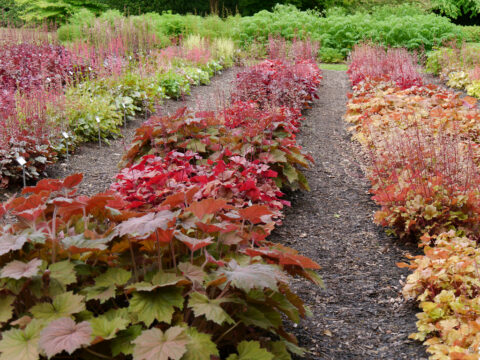 Beet der Heuchera-Sichtung im Staudensichtungsgarten Weihenstephan