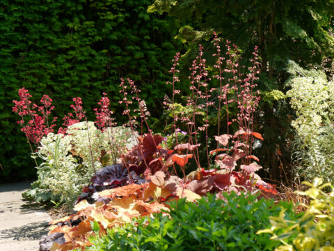 Ausgepflanzte Heuchera im Garten Menzel