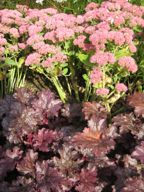 Heuchera micrantha 'Amethyst Myst'