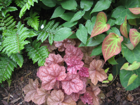 Heuchera villosa 'Autumn Leaves'
