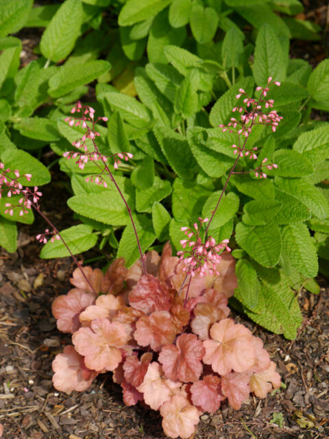  Heuchera micrantha 'Brown Sugar'